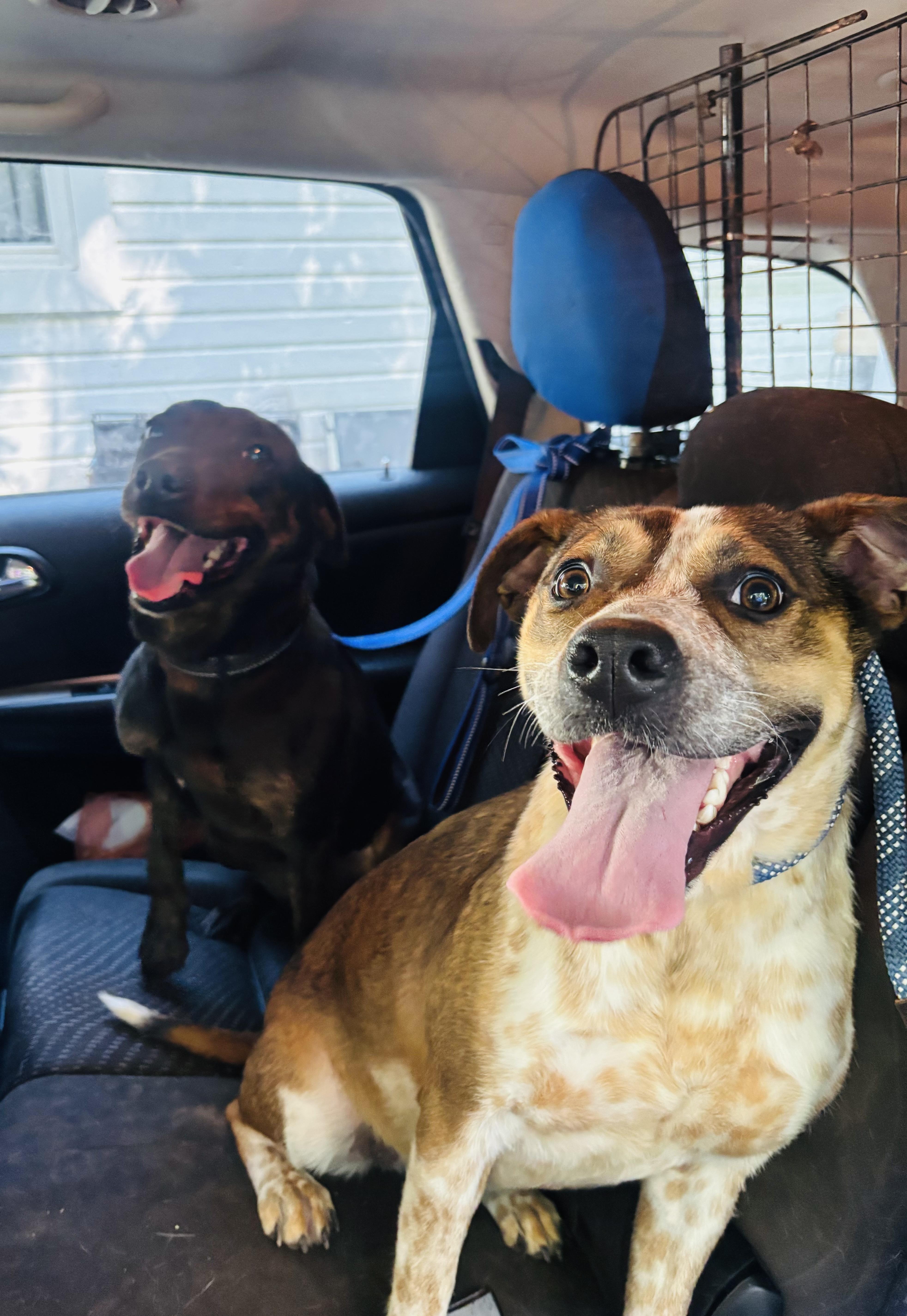 June Bug, a Adoptable mixed breed in Rogers, AR image 5/5