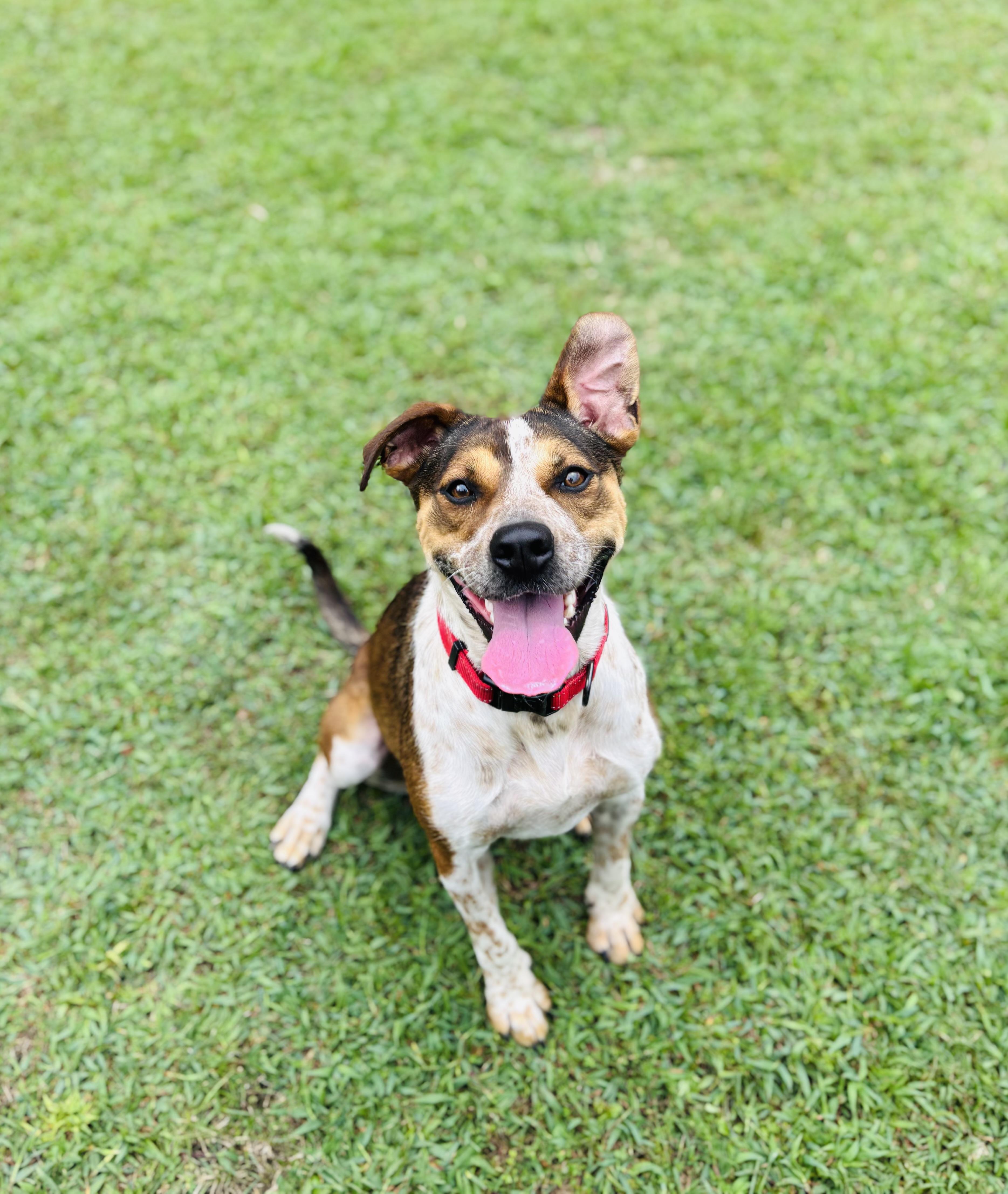 June Bug, a Adoptable mixed breed in Rogers, AR image 1/5