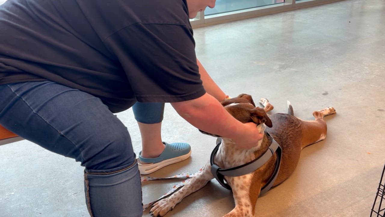 Enlarge June Bug, a Adoptable mixed breed in Rogers, AR video 6/6