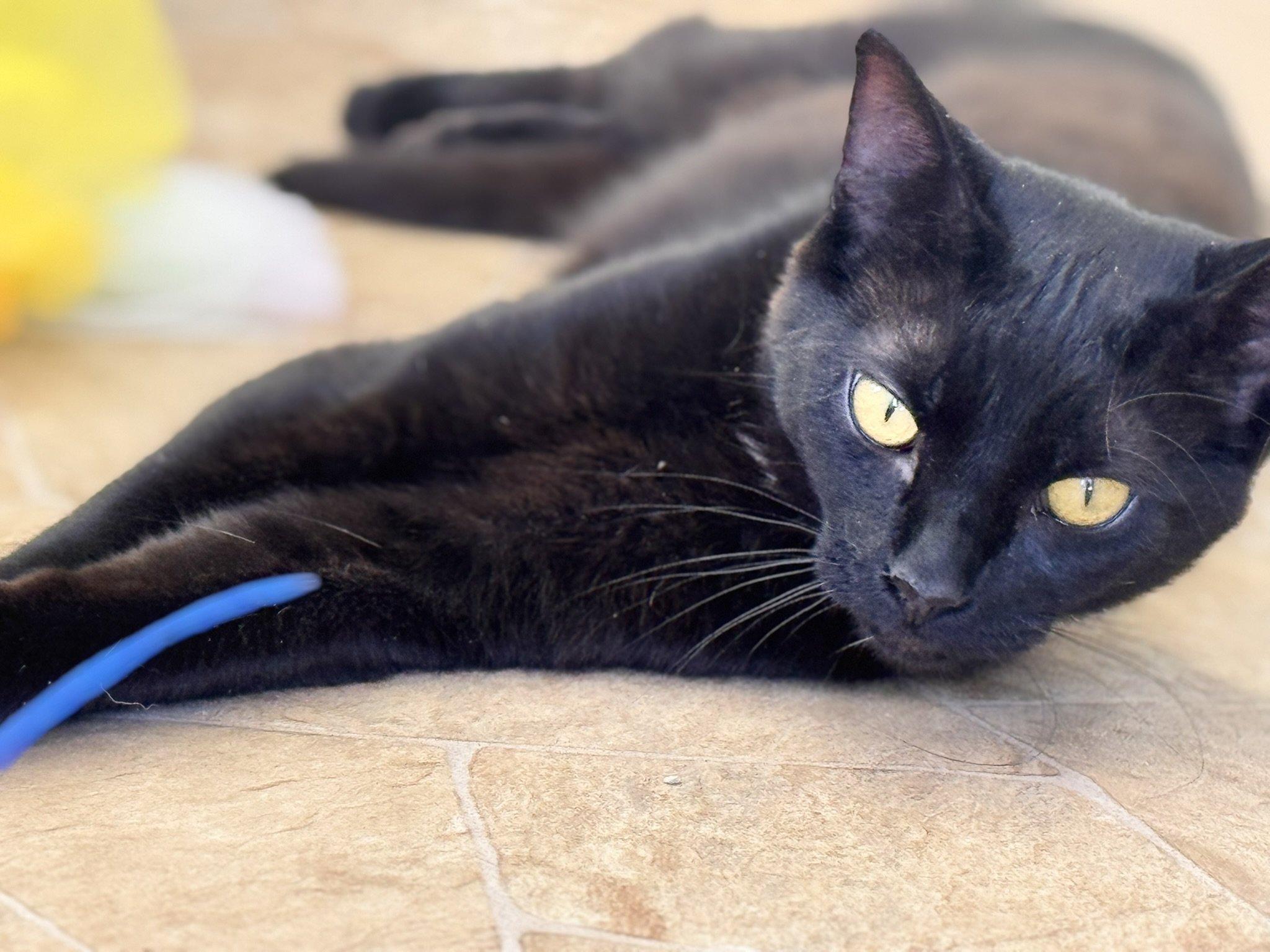Tux, an adoptable Domestic Short Hair in Republic, WA, 99166 | Photo Image 3