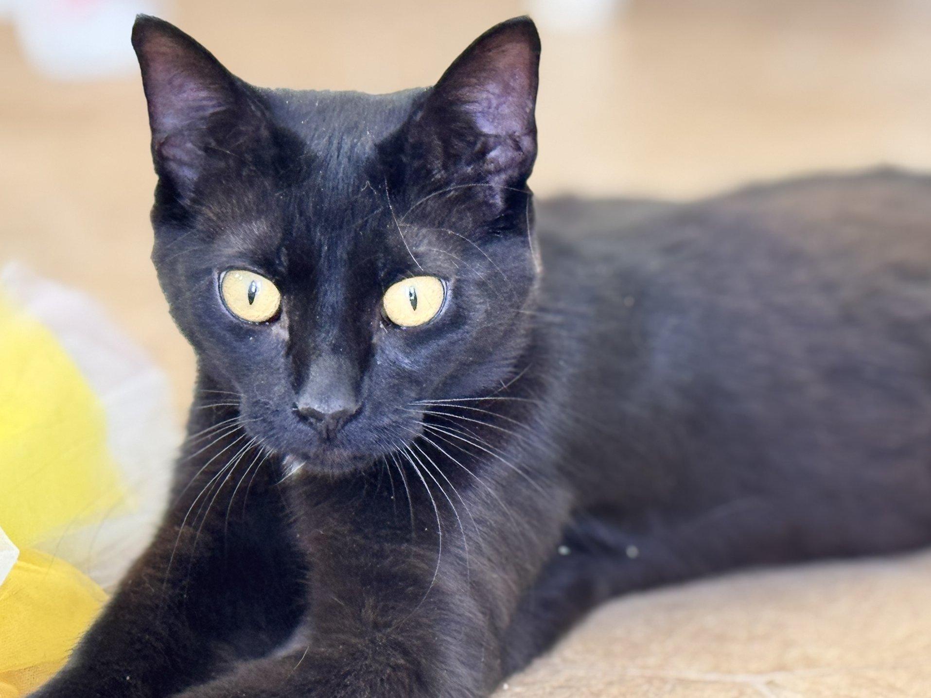 Tux, an adoptable Domestic Short Hair in Republic, WA, 99166 | Photo Image 2