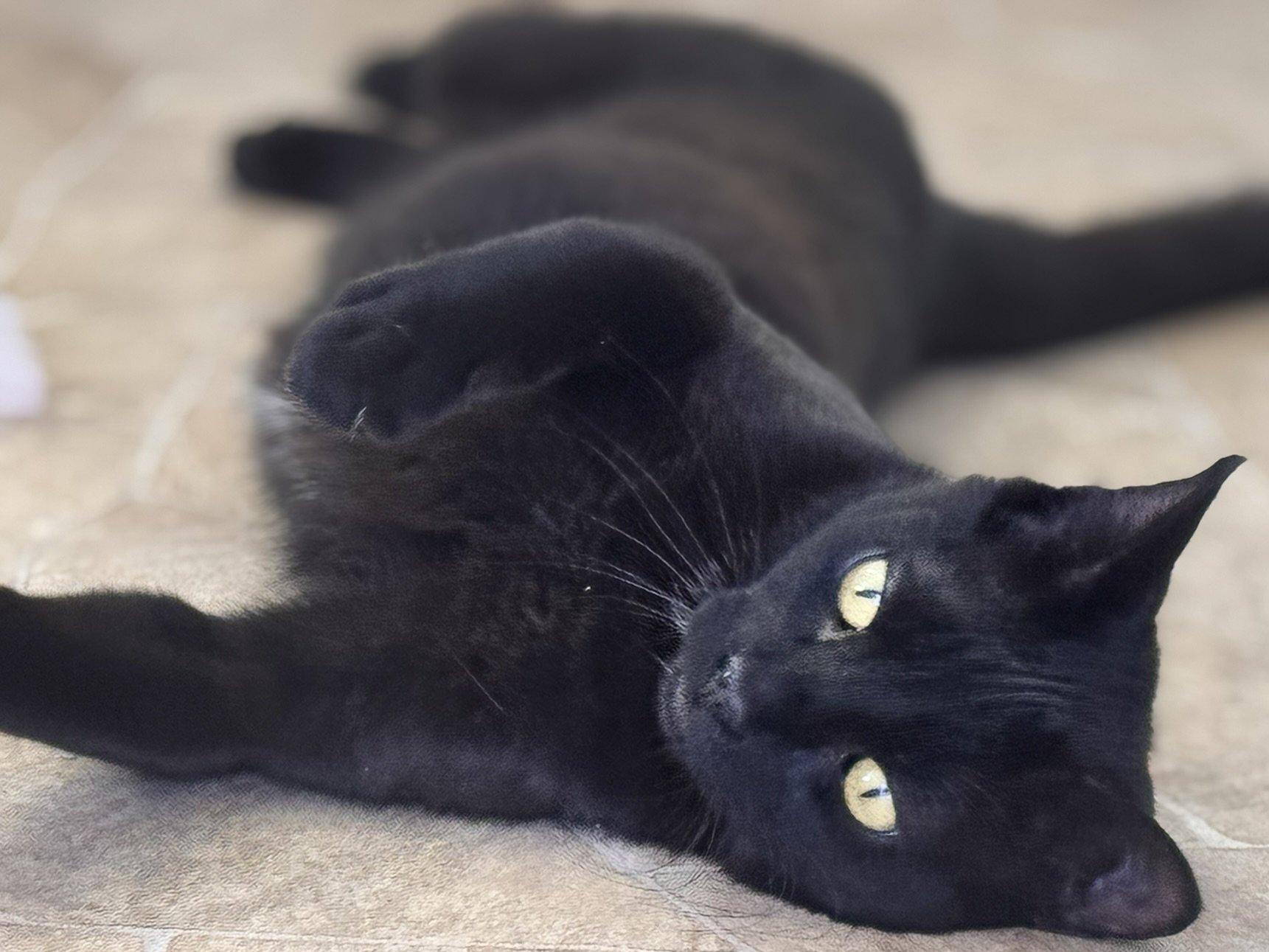 Tux, an adoptable Domestic Short Hair in Republic, WA, 99166 | Photo Image 5