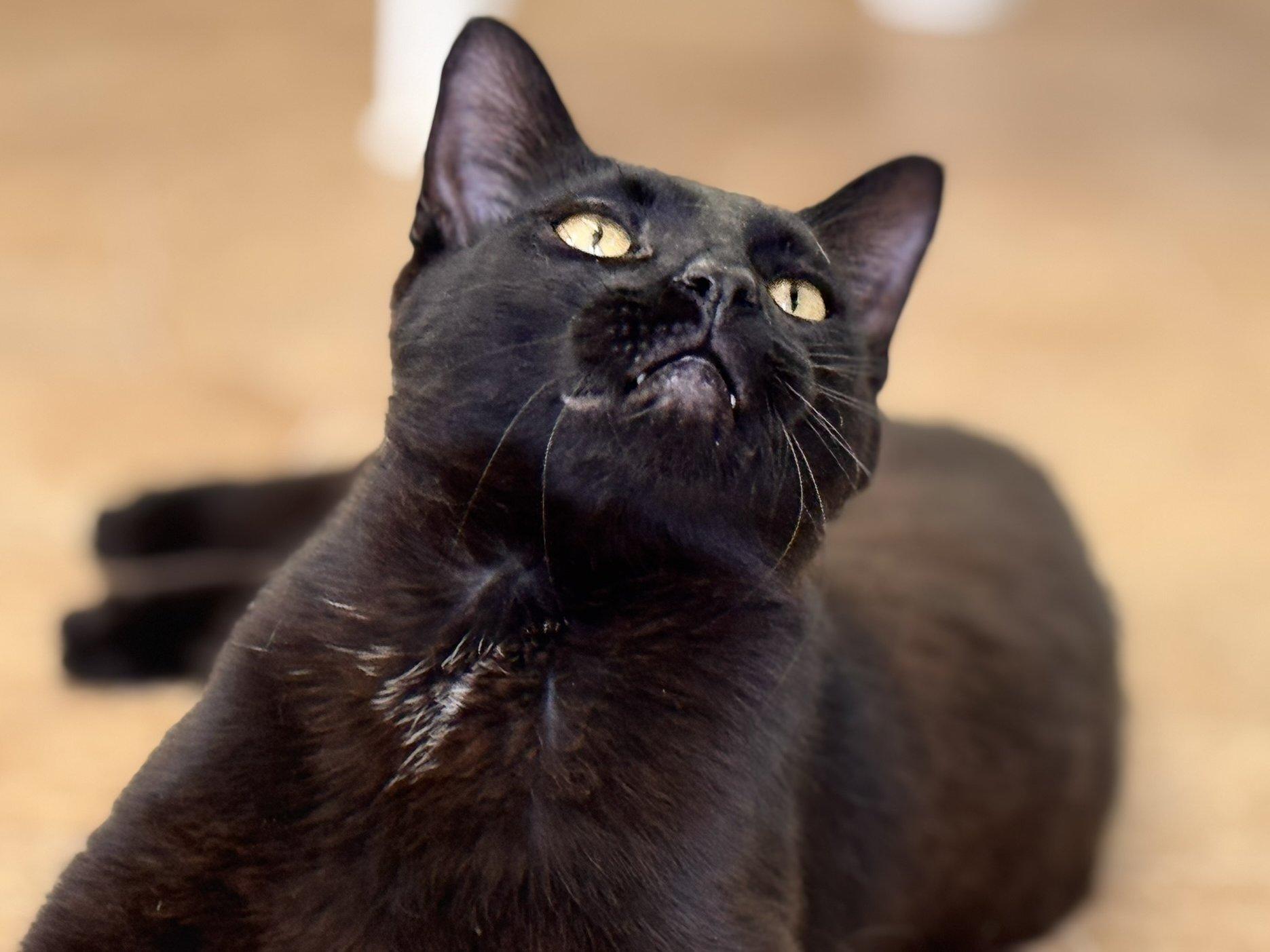 Tux, an adoptable Domestic Short Hair in Republic, WA, 99166 | Photo Image 4