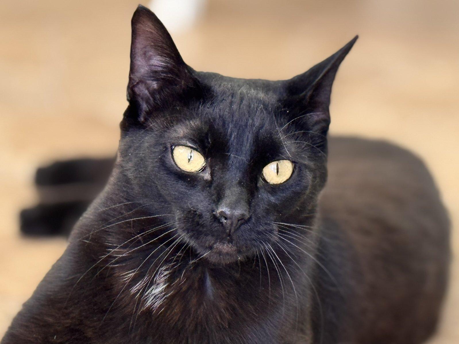 Tux, an adoptable Domestic Short Hair in Republic, WA, 99166 | Photo Image 1