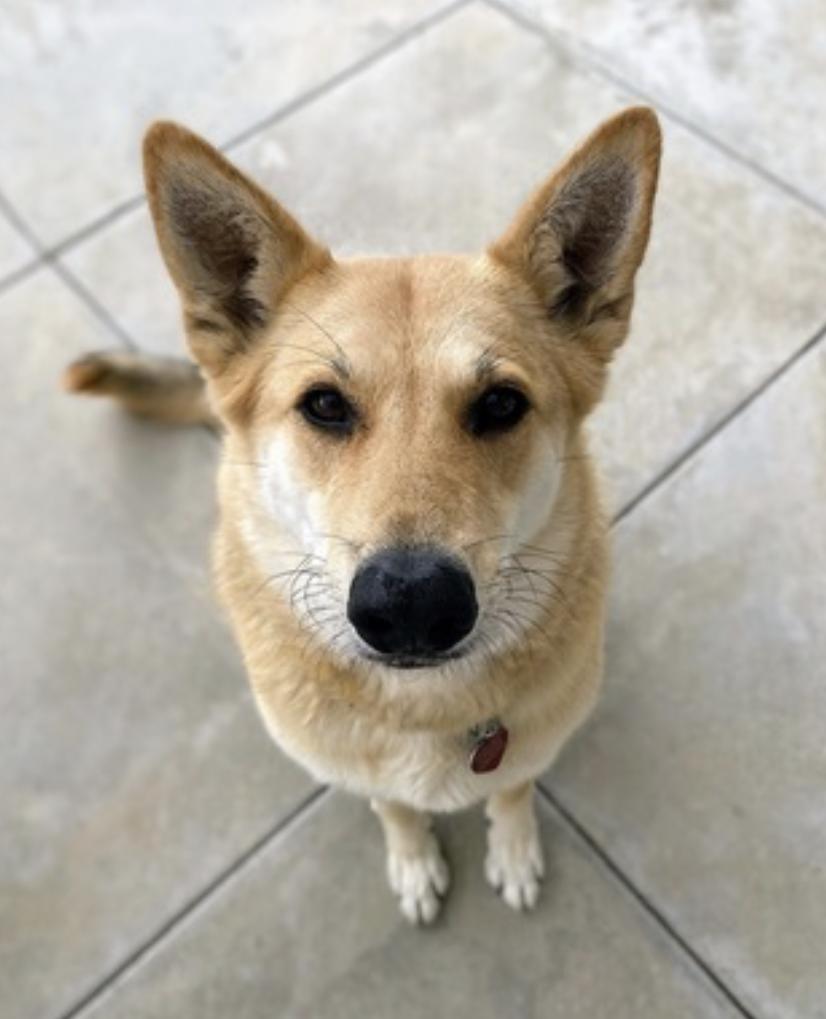 Angel — thumbnail 4