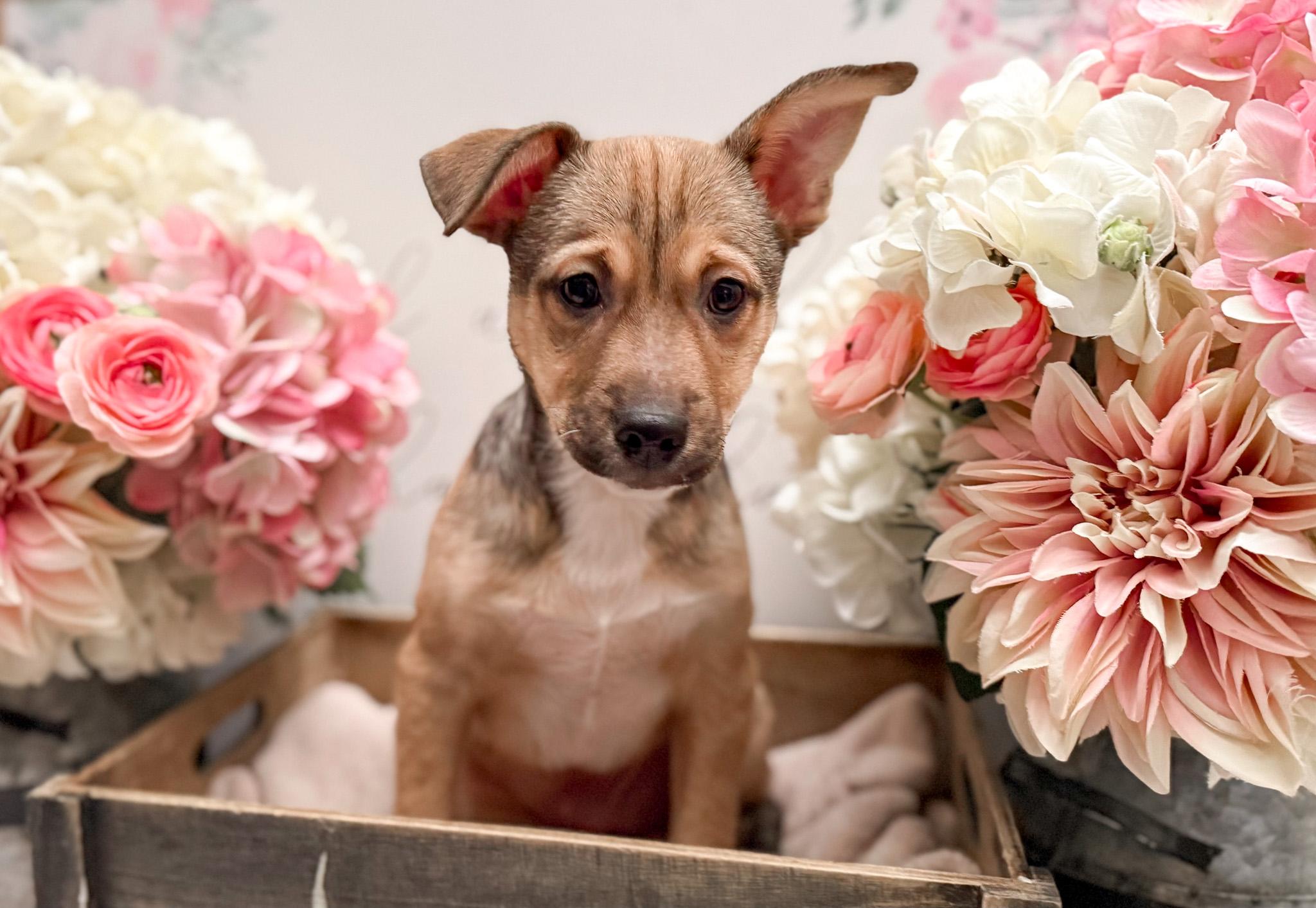 Enlarge Fezzick, a Adoptable mixed breed in Newberg, OR image 2/6