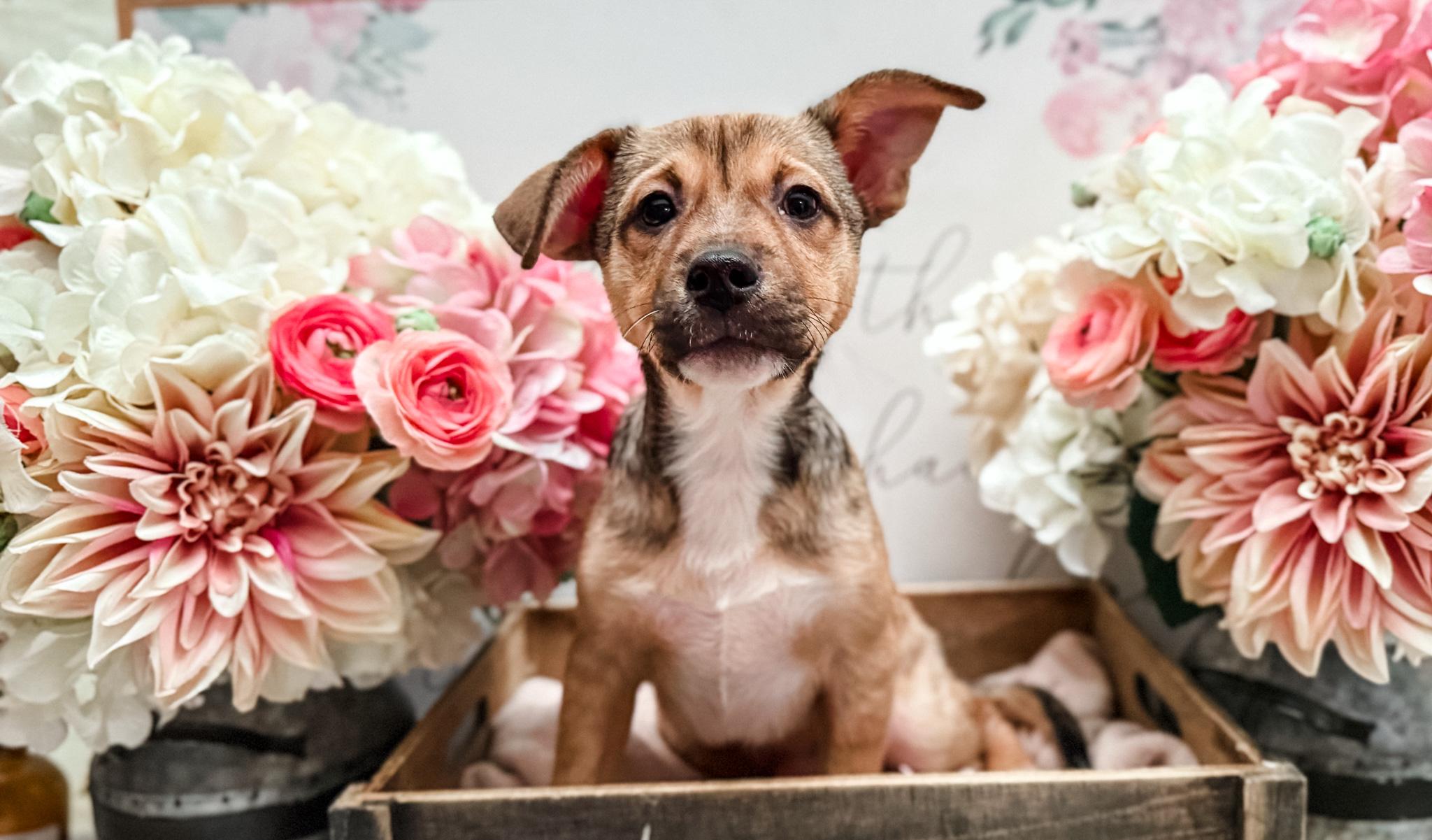 Enlarge Fezzick, a Adoptable mixed breed in Newberg, OR image 3/6