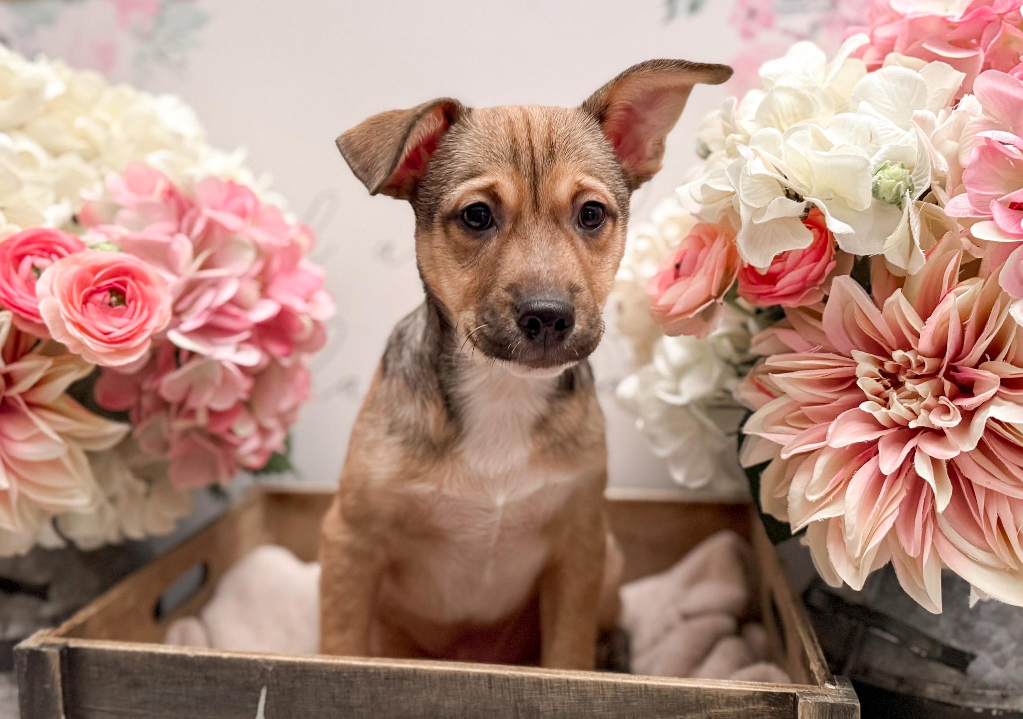 Enlarge Fezzick, a Adoptable mixed breed in Newberg, OR image 4/6