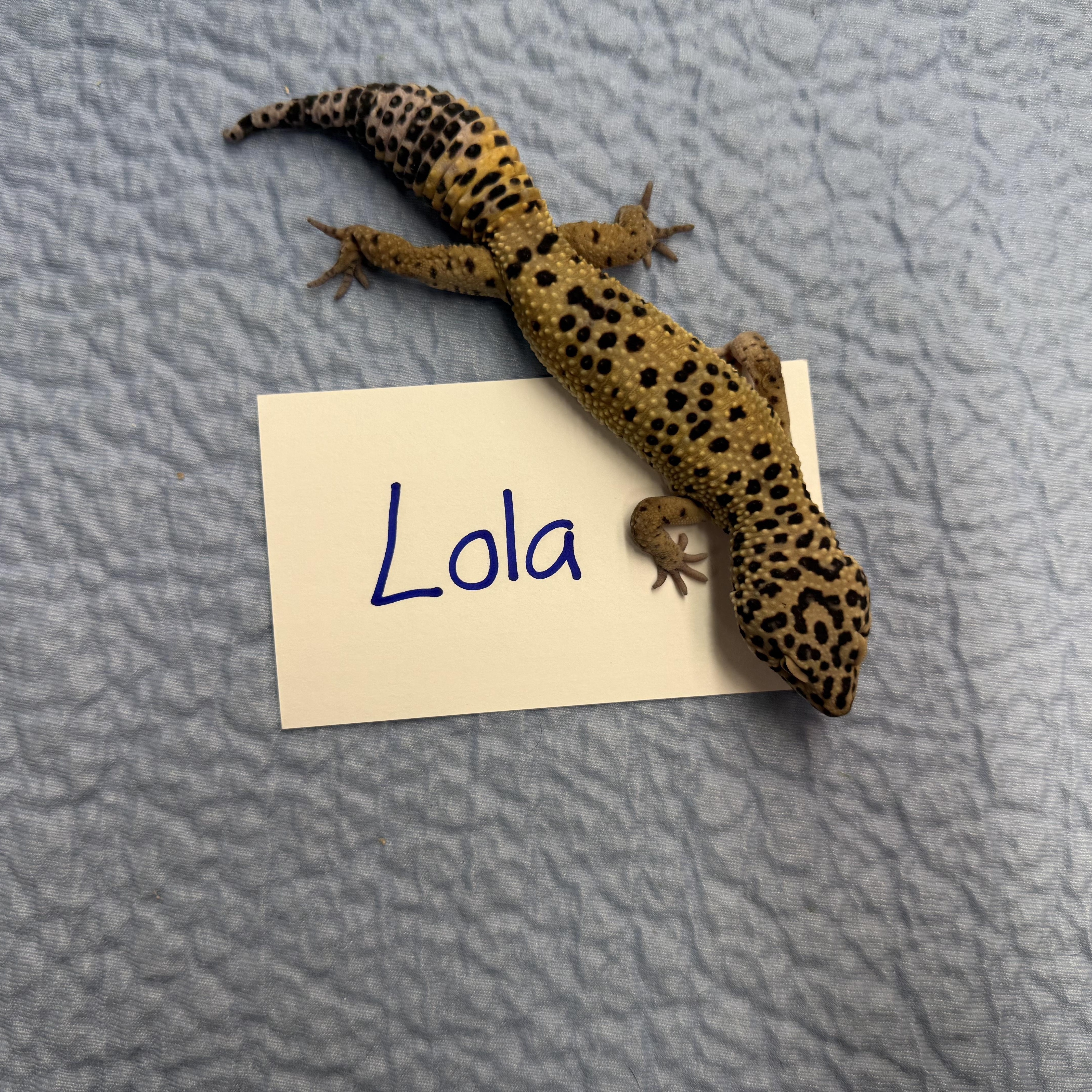 Lola