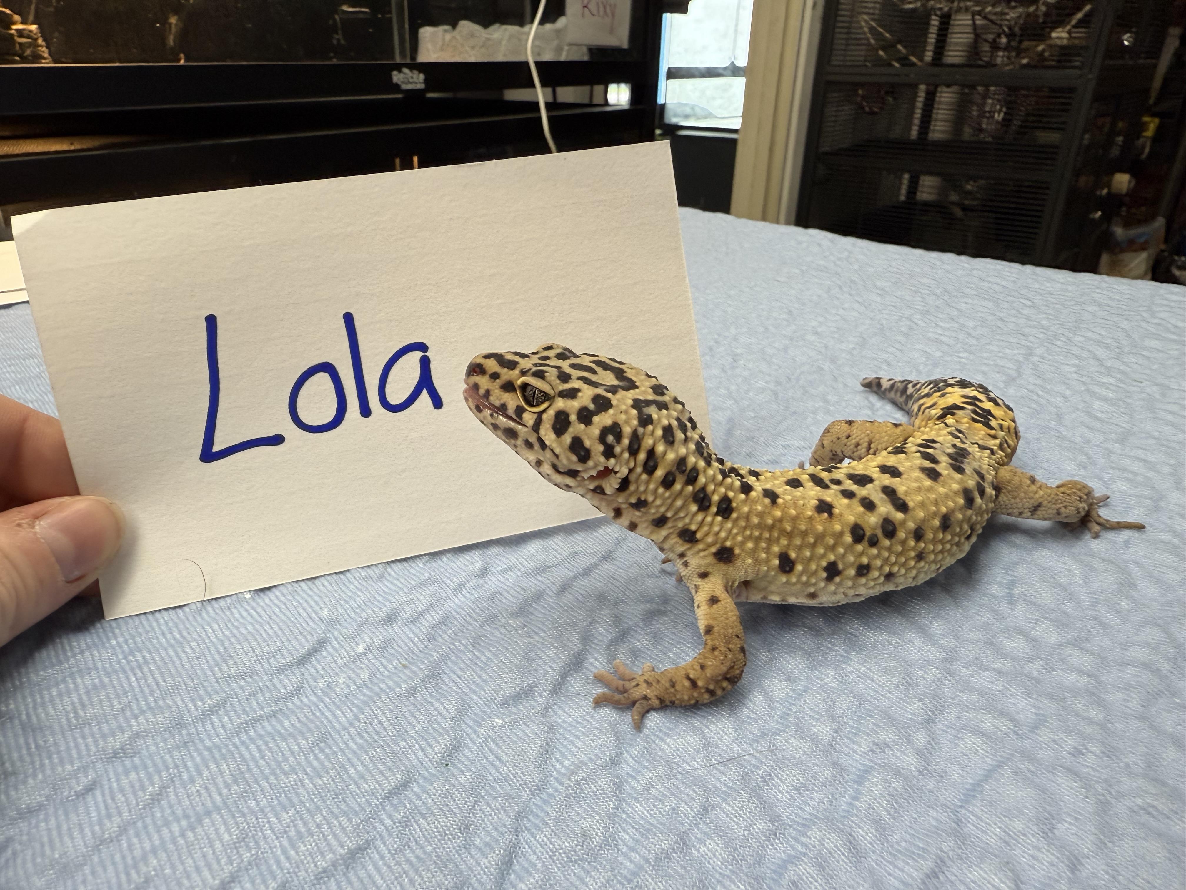 Lola photo 3