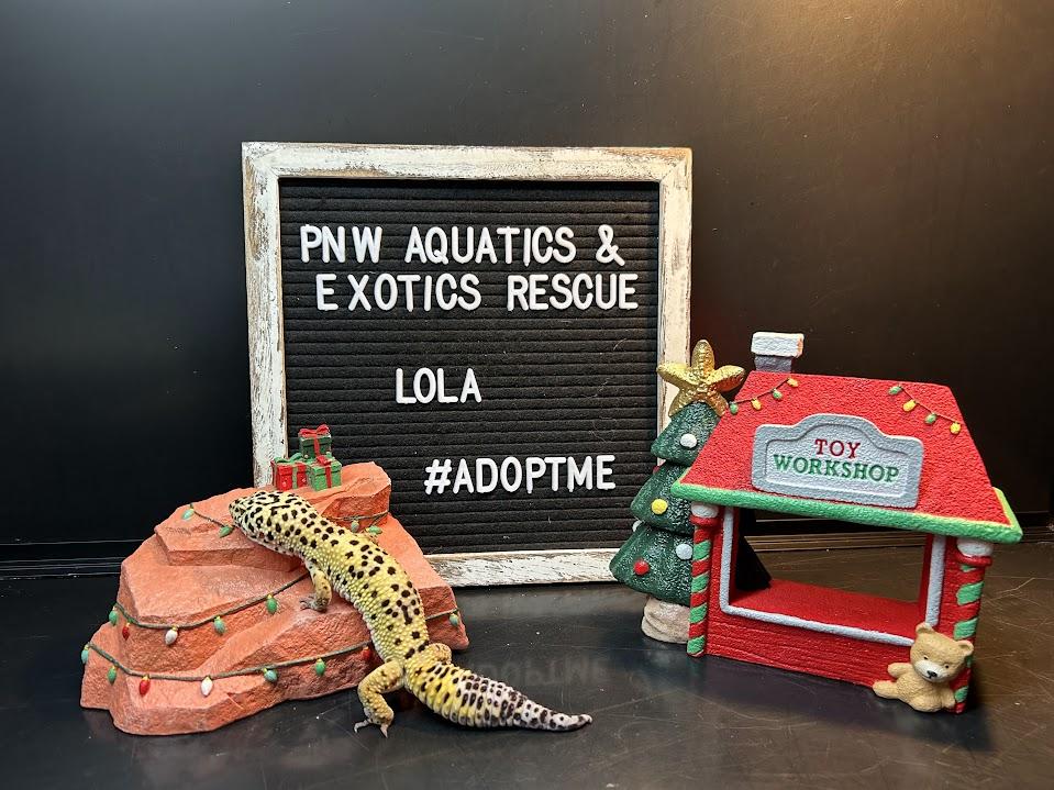 Lola photo 5