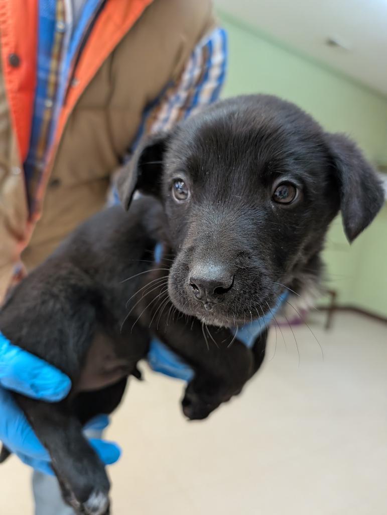 Opie, Adoptable, Puppy Male Australian Shepherd & Husky.