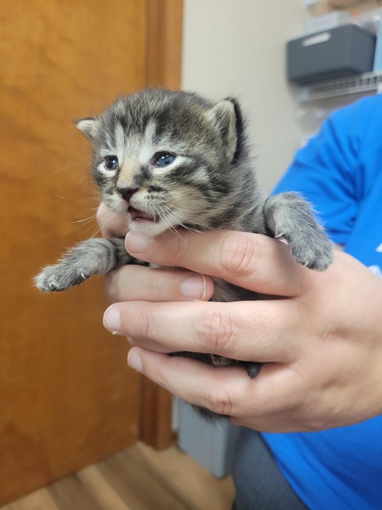 Rigatoni, Adoptable, Kitten Female Domestic Medium Hair.