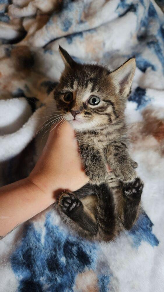 Enlarge Rigatoni, a Adoptable Domestic Medium Hair in Lorain, OH image 2/6