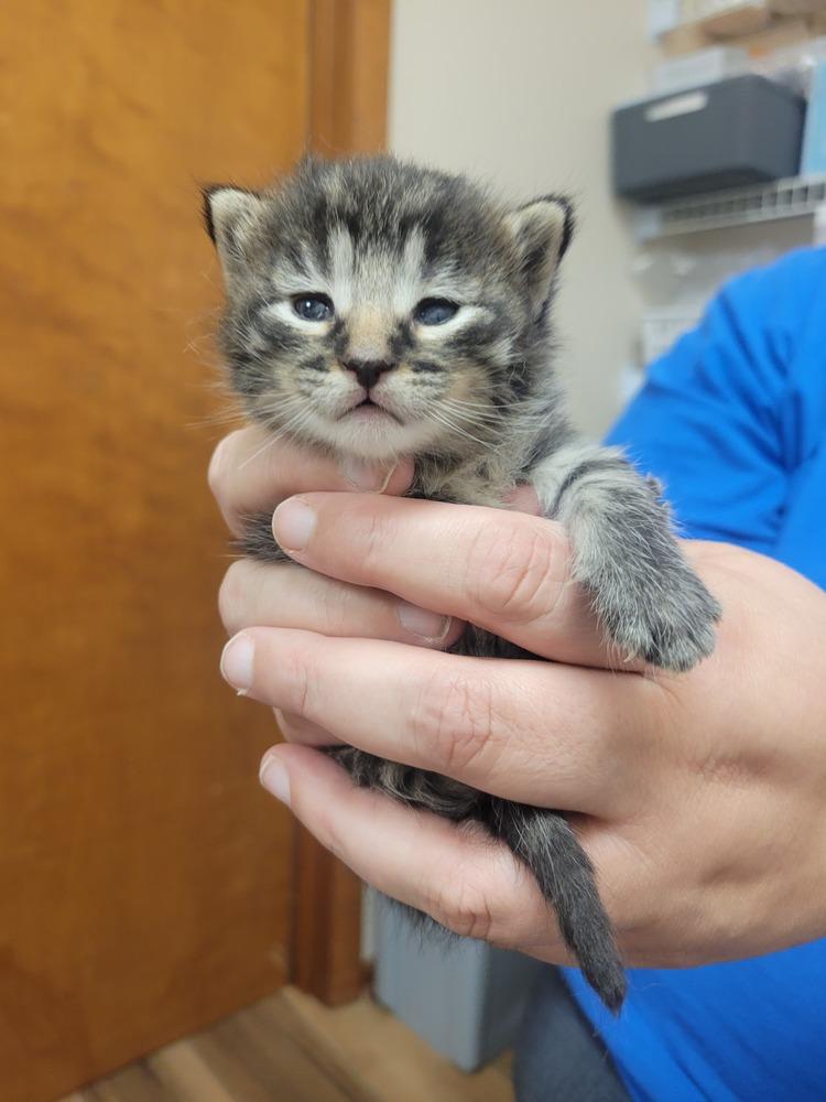 Enlarge Rigatoni, a Adoptable Domestic Medium Hair in Lorain, OH image 3/6