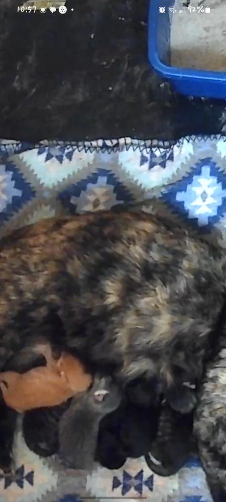 Enlarge Rigatoni, a Adoptable Domestic Medium Hair in Lorain, OH image 4/6