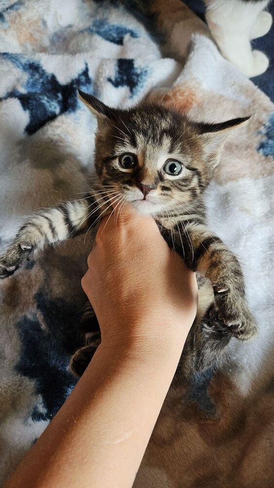 Enlarge Rigatoni, a Adoptable Domestic Medium Hair in Lorain, OH image 5/6