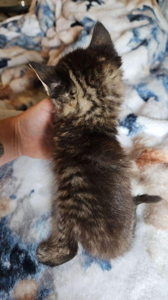 Enlarge Rigatoni, a Adoptable Domestic Medium Hair in Lorain, OH image 6/6