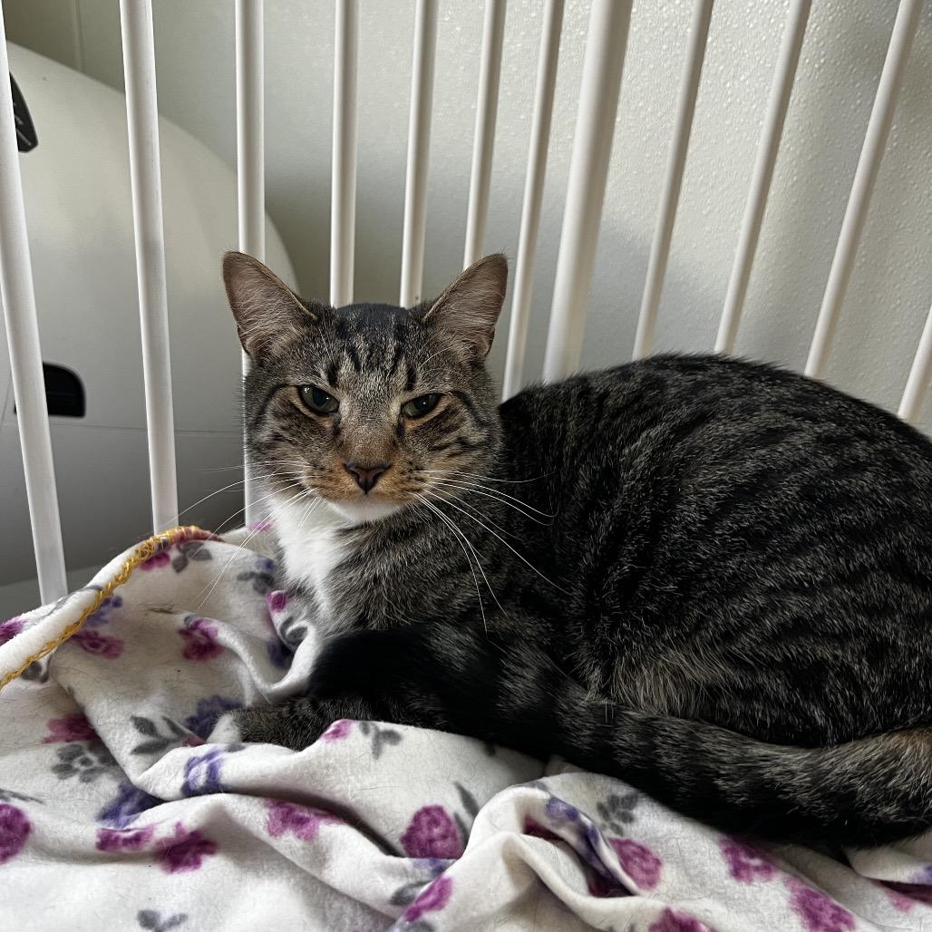 Enlarge Mac, a Adoptable Domestic Short Hair in Harrisville, WV image 1/4