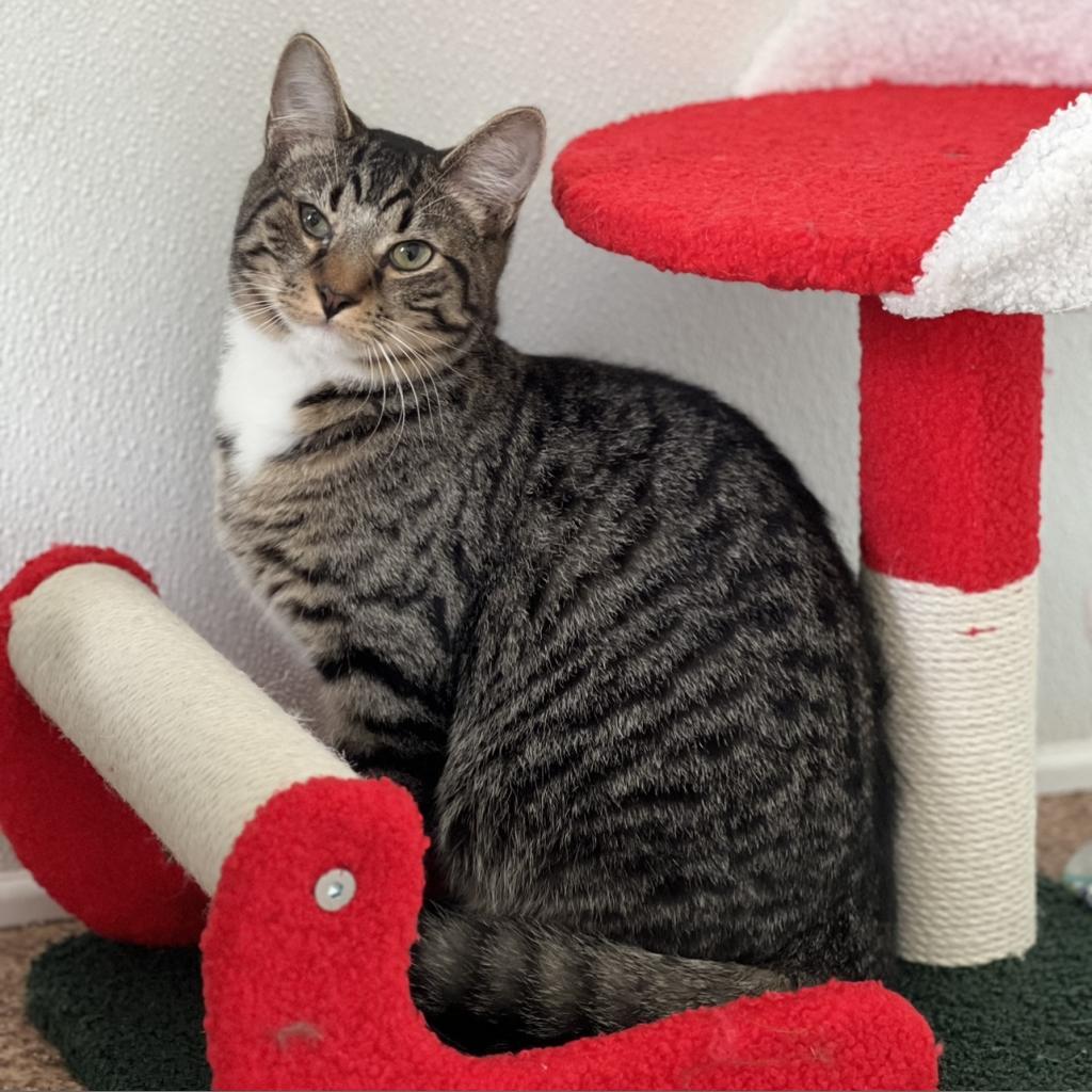 Enlarge Mac, a Adoptable Domestic Short Hair in Harrisville, WV image 3/4
