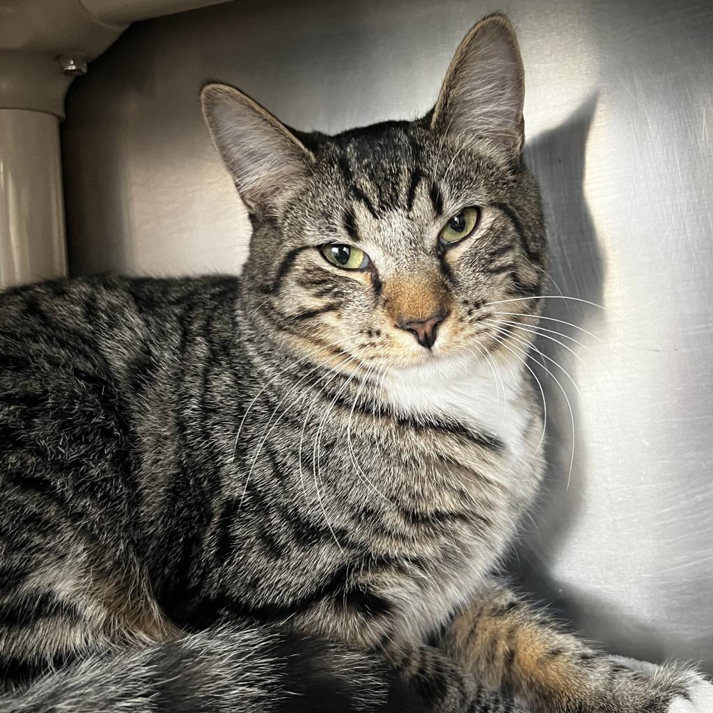 Enlarge Mac, a Adoptable Domestic Short Hair in Harrisville, WV image 4/4