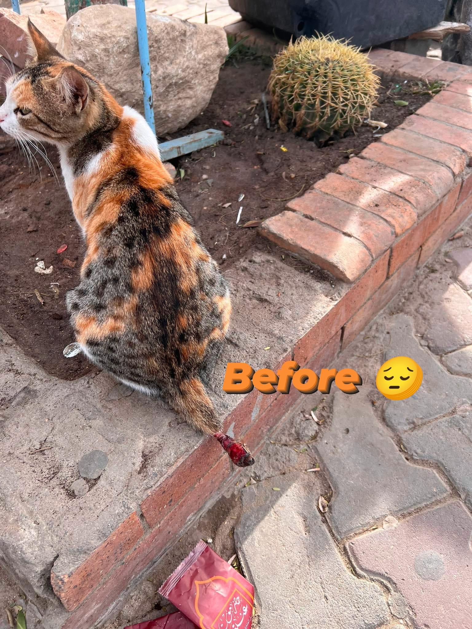 Enlarge Strawberry (Egypt), a Adoptable Domestic Short Hair image 3/4