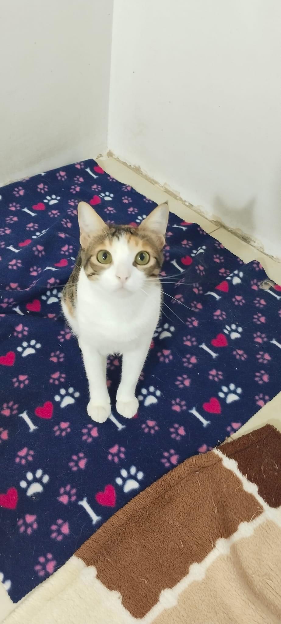 Strawberry (Egypt), Adoptable, Adult Female Domestic Short Hair.