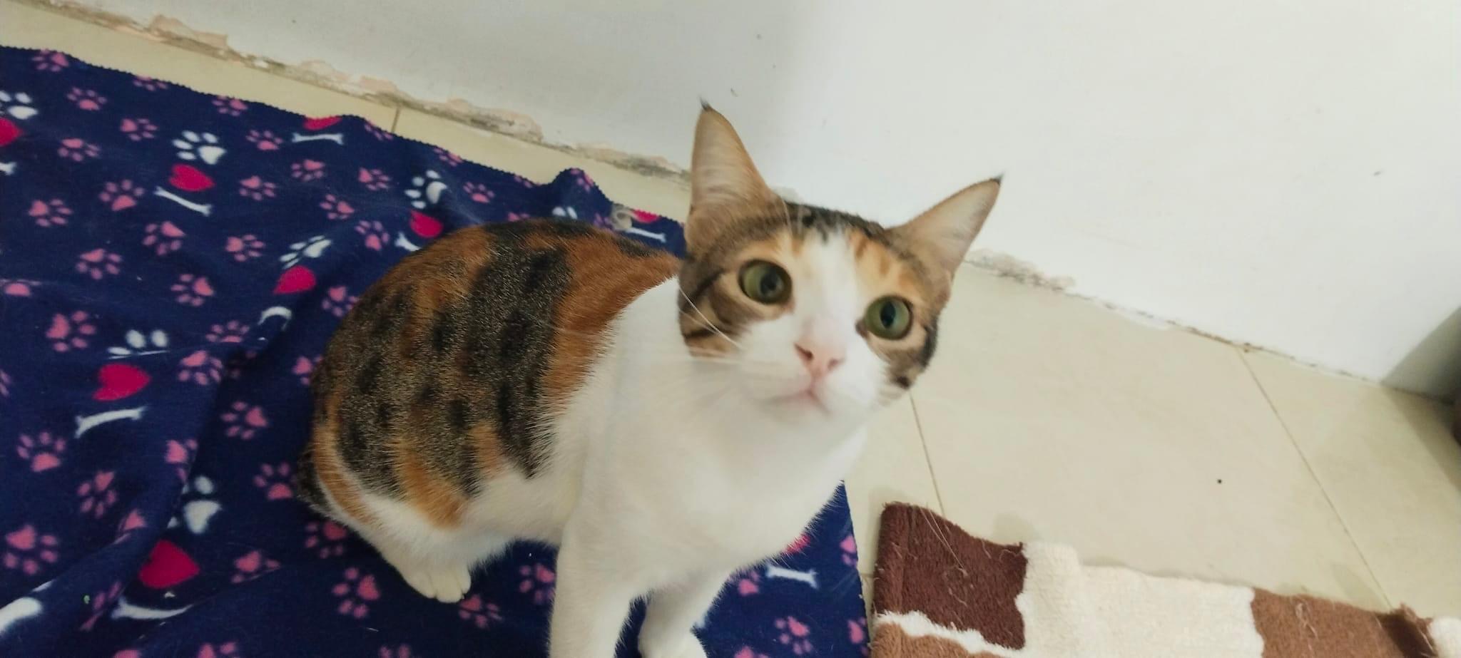 Enlarge Strawberry (Egypt), a Adoptable Domestic Short Hair image 4/4