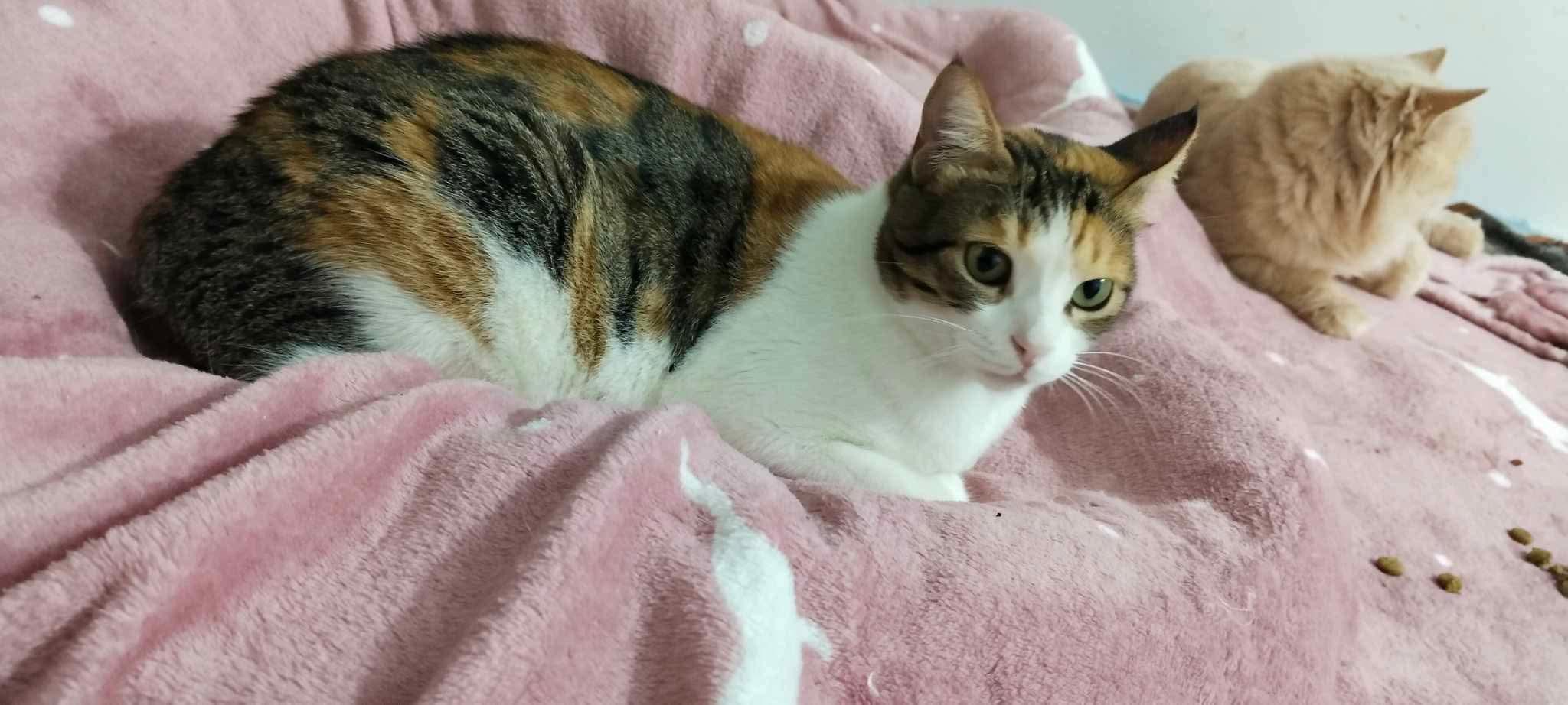 Enlarge Strawberry (Egypt), a Adoptable Domestic Short Hair image 2/4