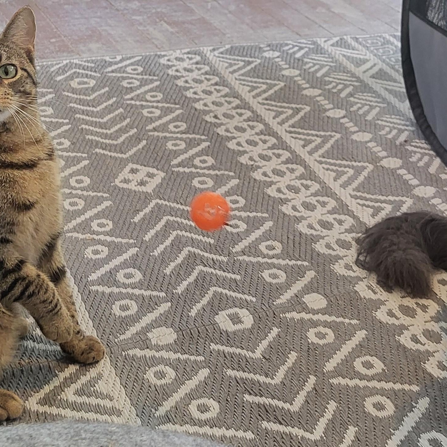 Mirage & Smokey Jo thumbnail 2