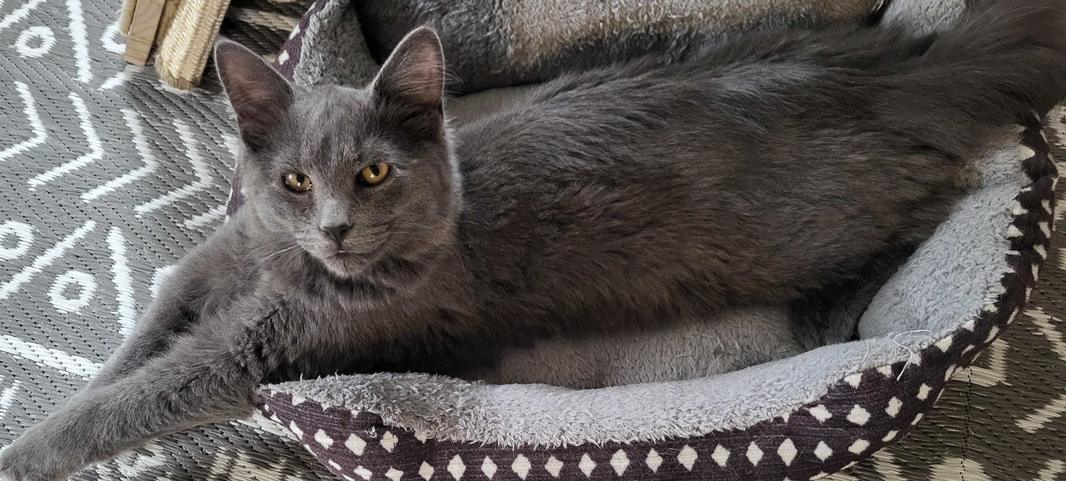 Enlarge Mirage & Smokey Jo, a ADOPTABLE mixed breed in Bennington, VT image 1/4