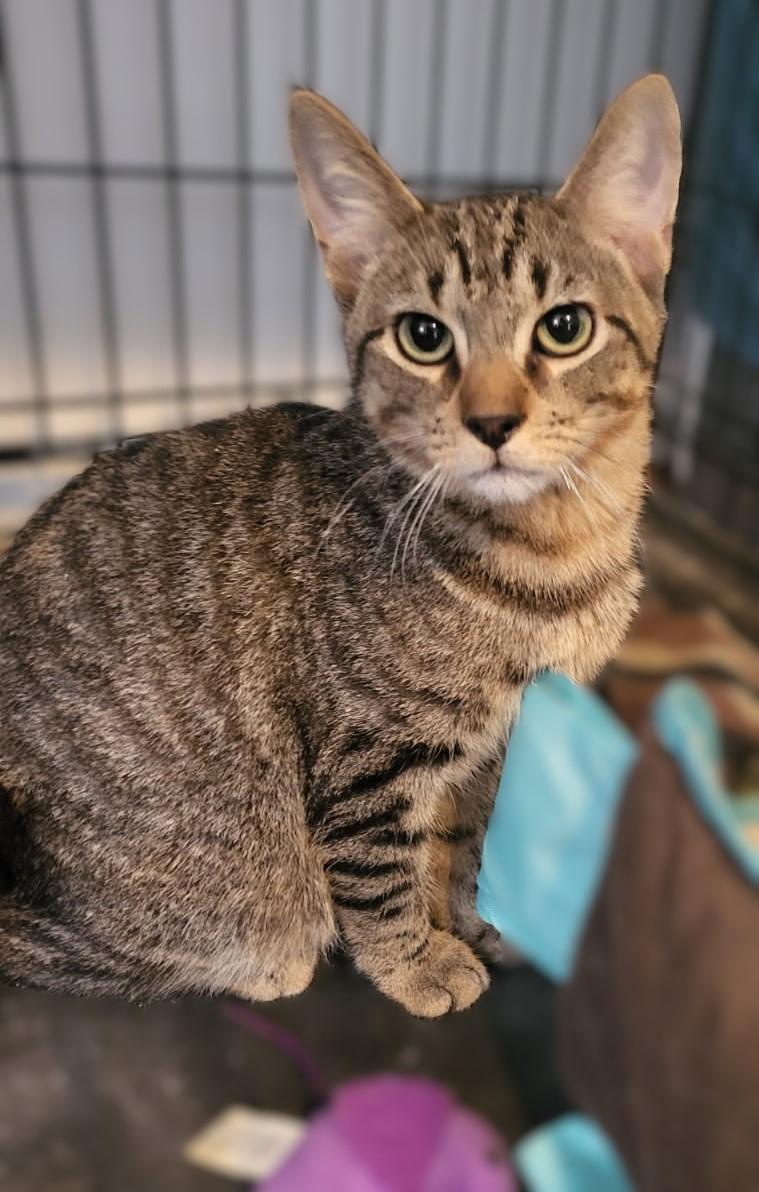 Enlarge Mirage & Smokey Jo, a ADOPTABLE mixed breed in Bennington, VT image 4/4