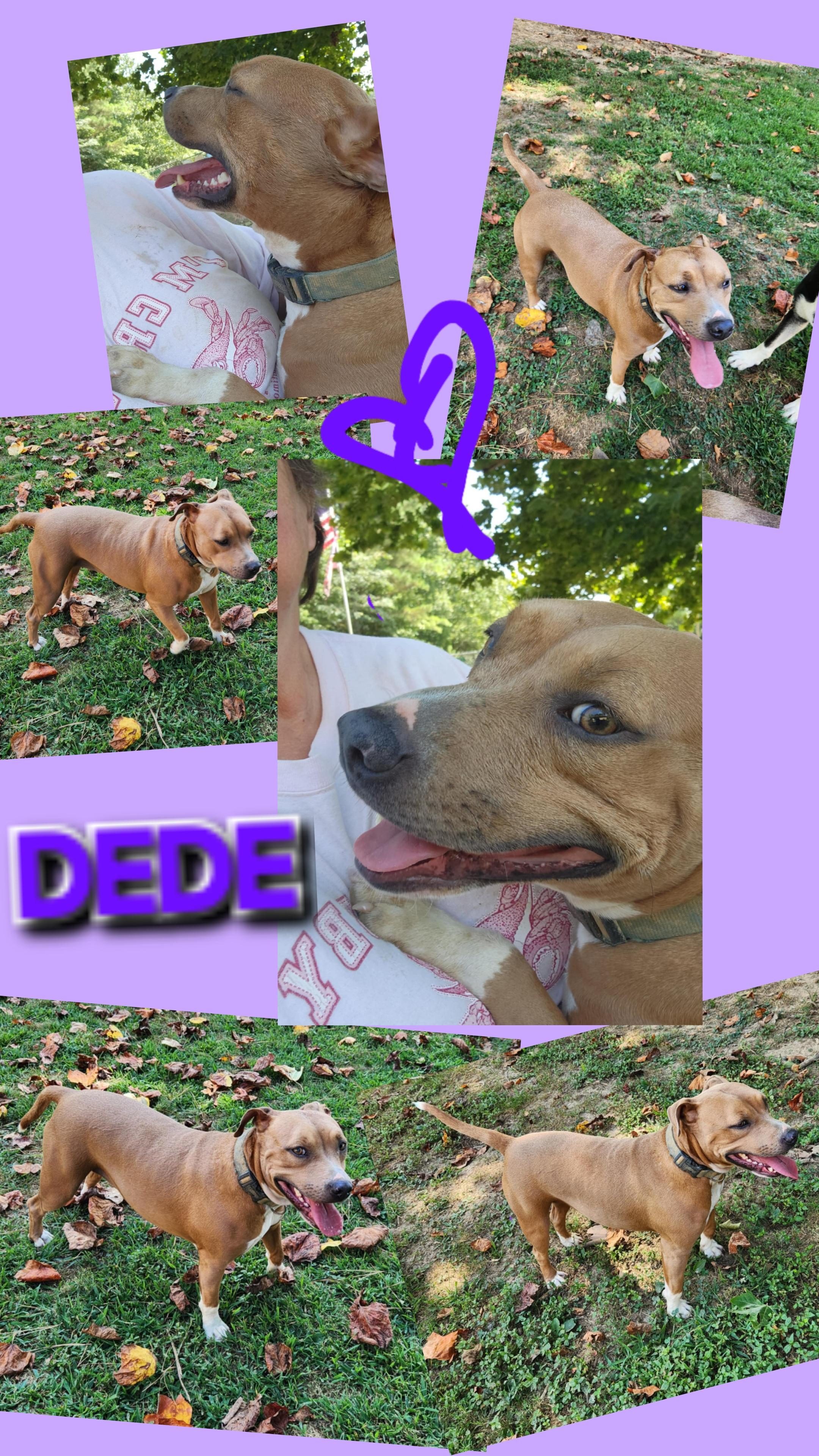 DEEDEE, ADOPTABLE, Young Female Boxer & Bulldog.