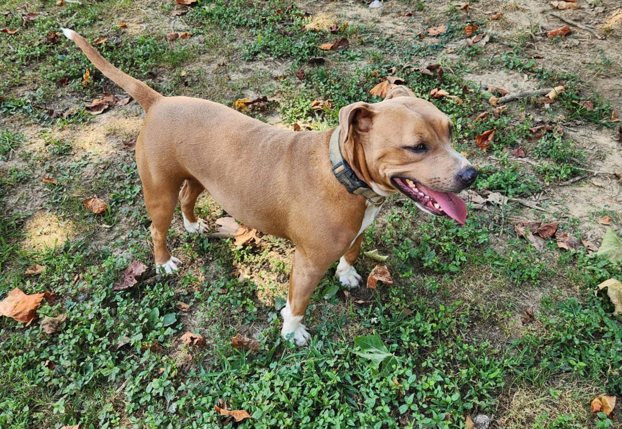 Enlarge DEEDEE, a ADOPTABLE mixed breed in Jackson, TN image 4/4