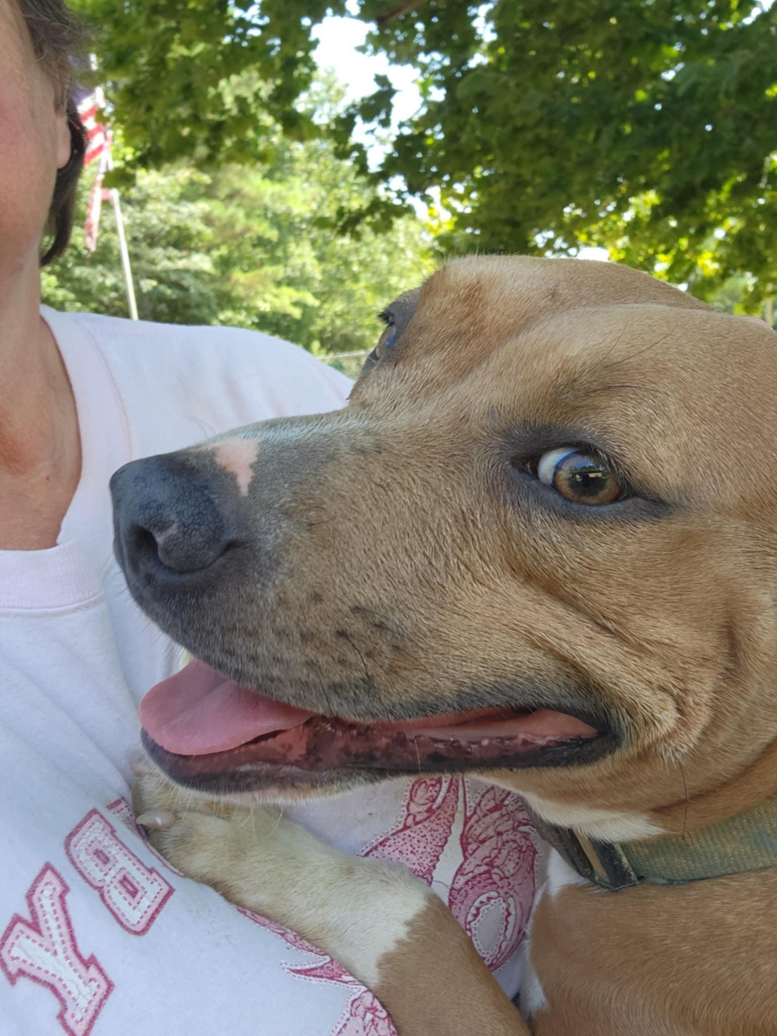 Enlarge DEEDEE, a ADOPTABLE mixed breed in Jackson, TN image 2/4