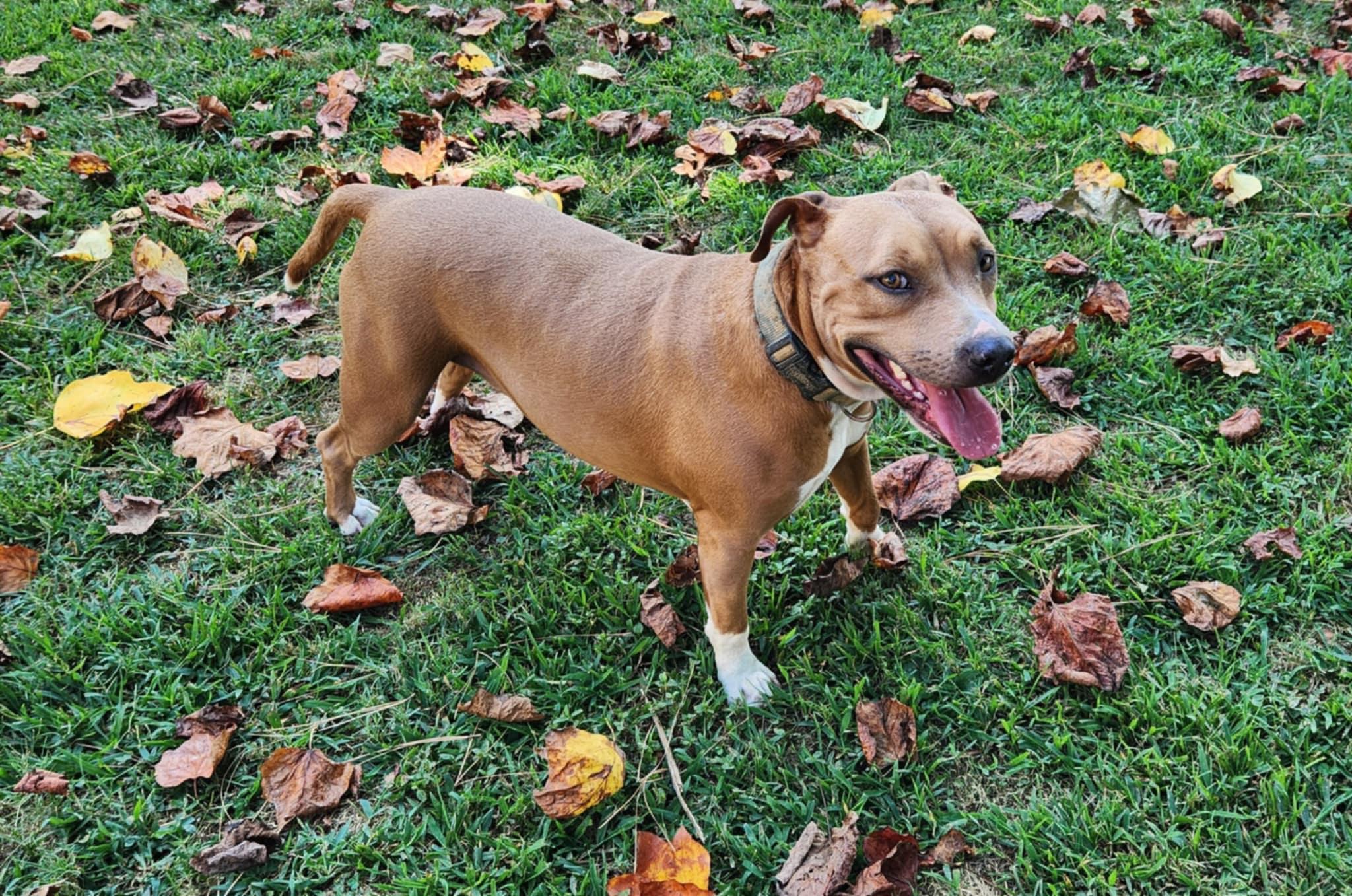 Enlarge DEEDEE, a ADOPTABLE mixed breed in Jackson, TN image 3/4