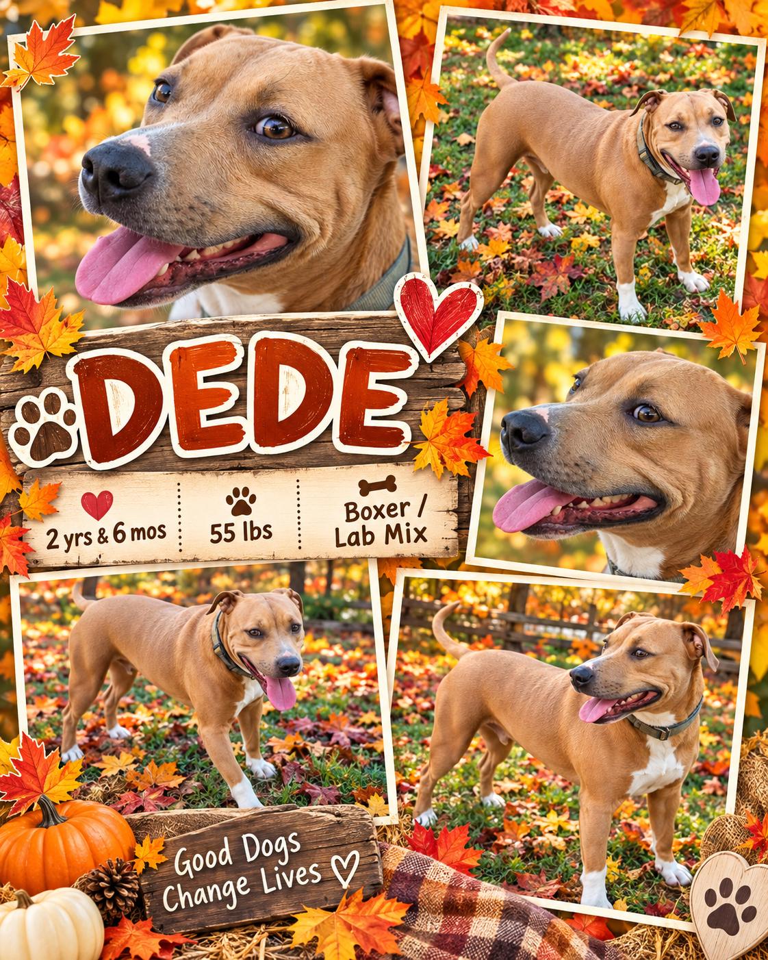 Enlarge DEDE, a Adoptable mixed breed in Jackson, TN image 1/1