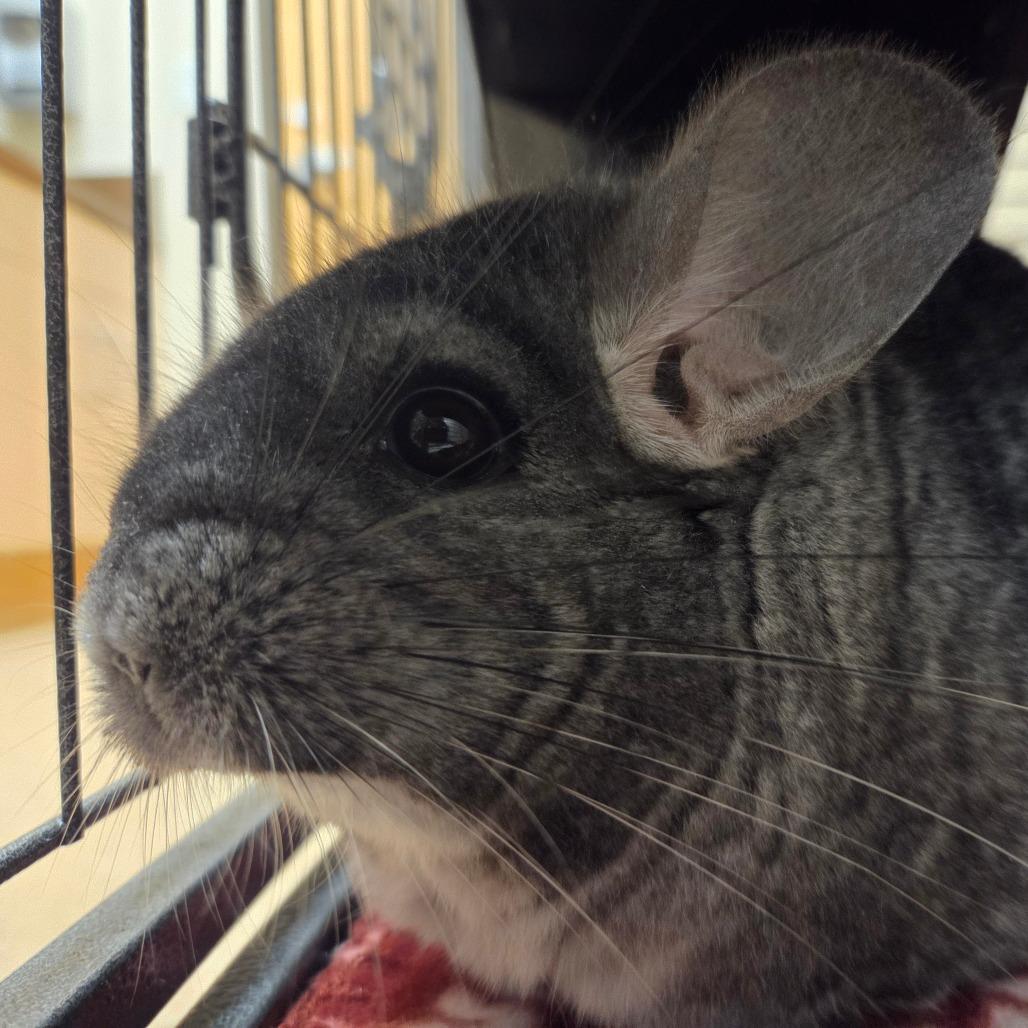 Enlarge Wally, a Adoptable Chinchilla in Ballston Spa, NY image 1/3