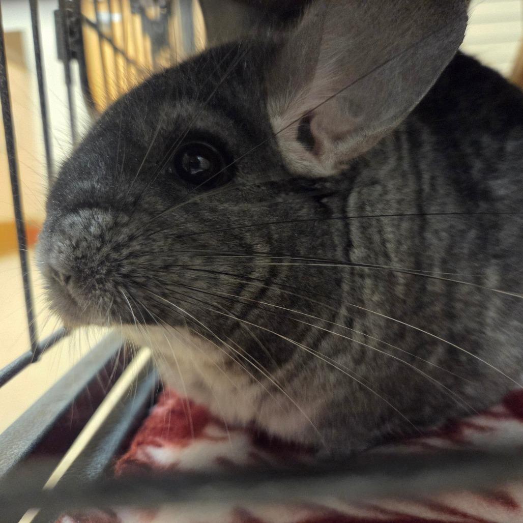 Enlarge Wally, a Adoptable Chinchilla in Ballston Spa, NY image 2/3