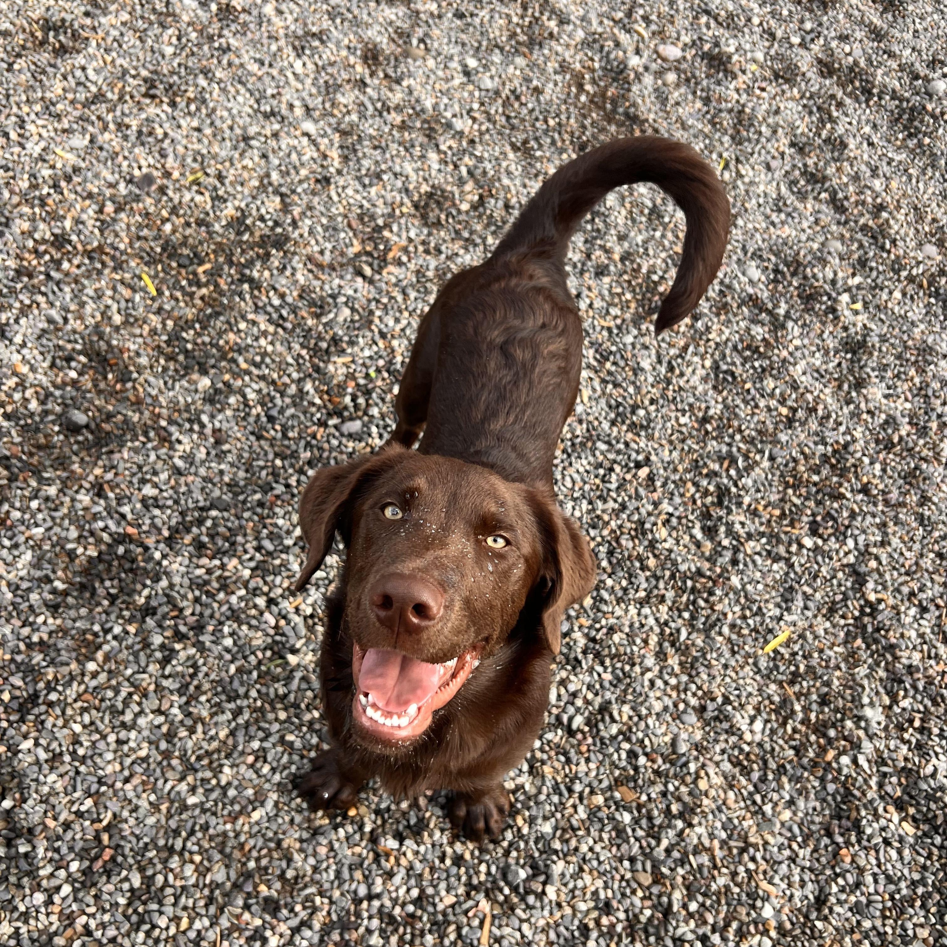 Enlarge Ducky - Delta, a Adopted Chocolate Labrador Retriever in Delta, CO image 3/3