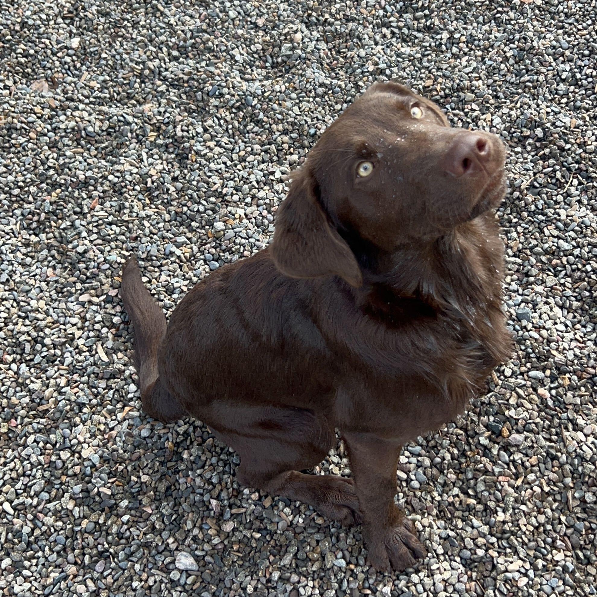 Enlarge Ducky - Delta, a Adopted Chocolate Labrador Retriever in Delta, CO image 2/3