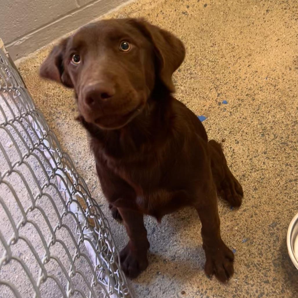 Ducky - Delta, Adopted, Puppy Male Chocolate Labrador Retriever.