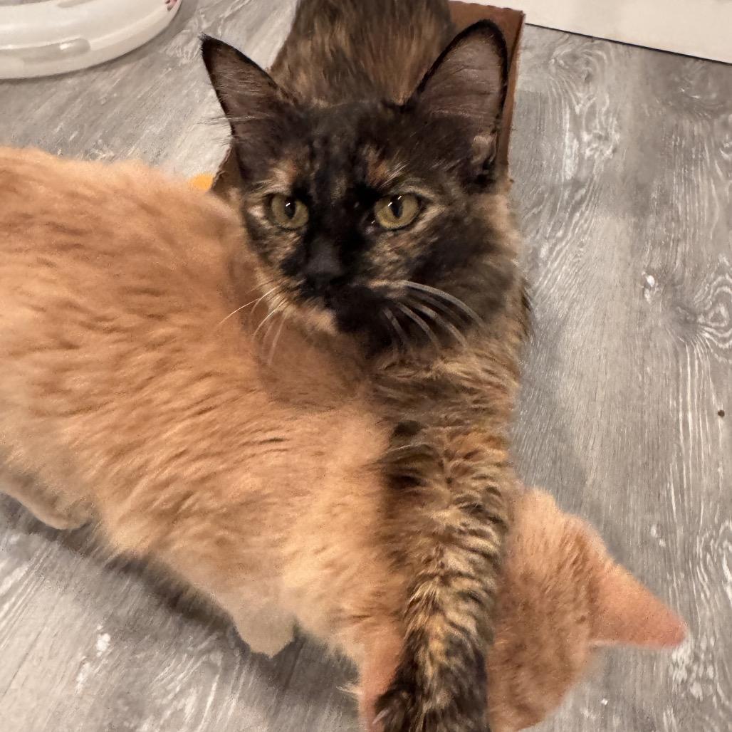 Julep, Adoptable, Adult Female Domestic Long Hair.