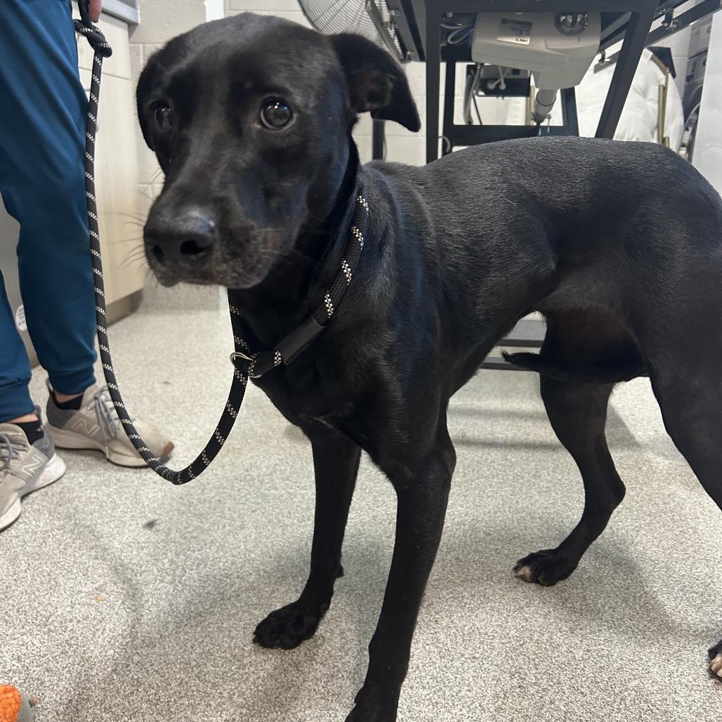 Abby, Adoptable, Young Female Mixed Breed & Mixed Breed.