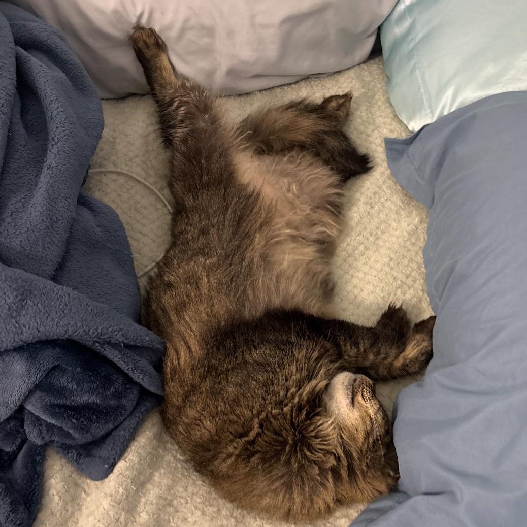 Lady, a Adoptable mixed breed in Fort Myers, FL image 4/4