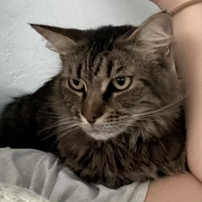 Lady, a Adoptable mixed breed in Fort Myers, FL image 2/4