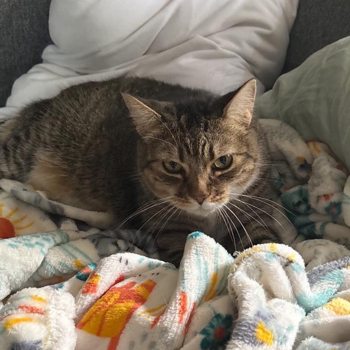 Lady, a Adoptable mixed breed in Fort Myers, FL image 3/4