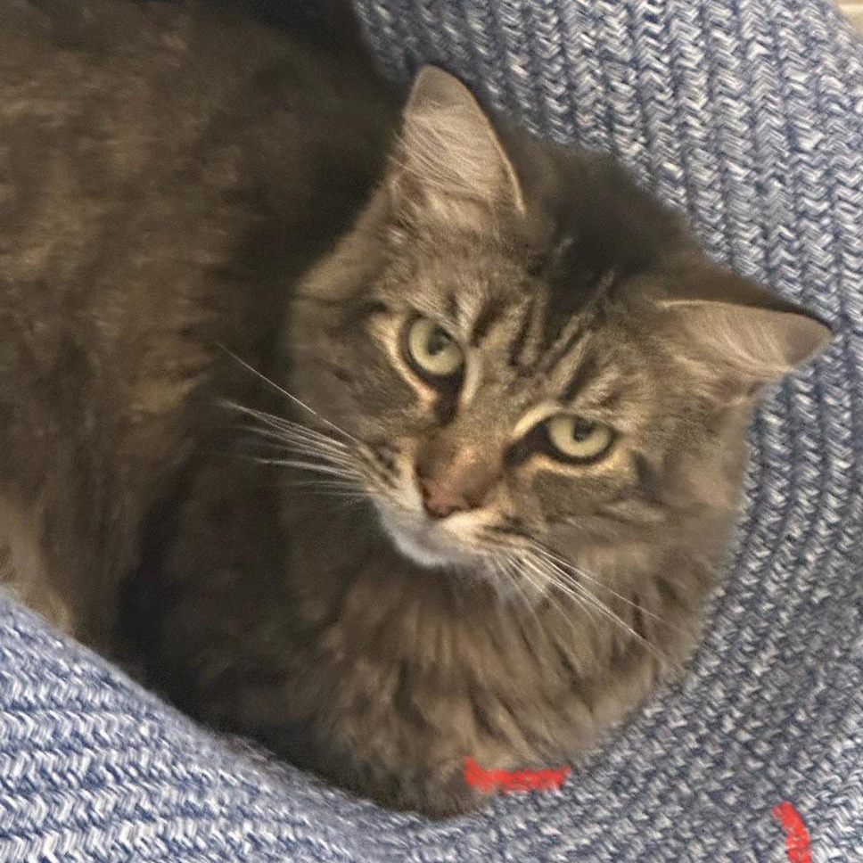 Lady, Adoptable, Adult Female Maine Coon & Tabby.
