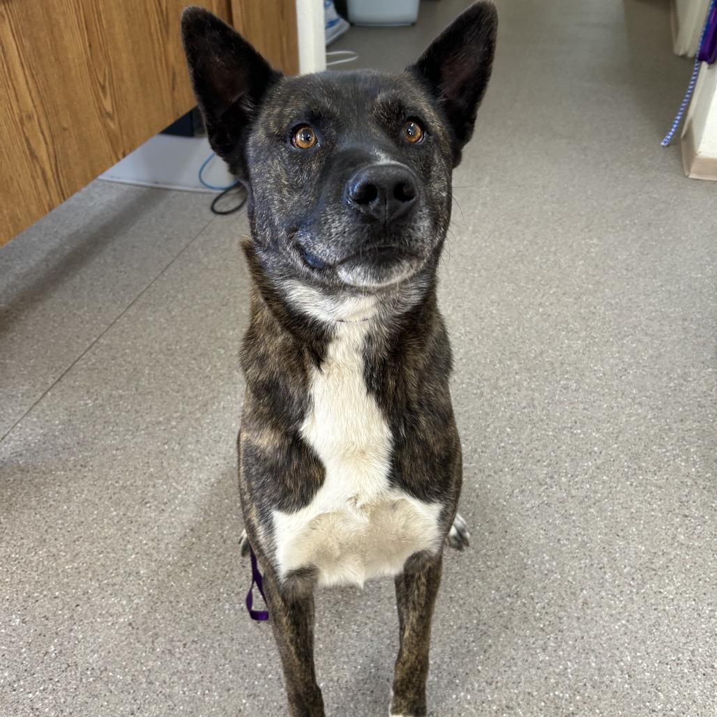 Enlarge Reggie, a ADOPTABLE mixed breed in Fallon, NV image 1/1