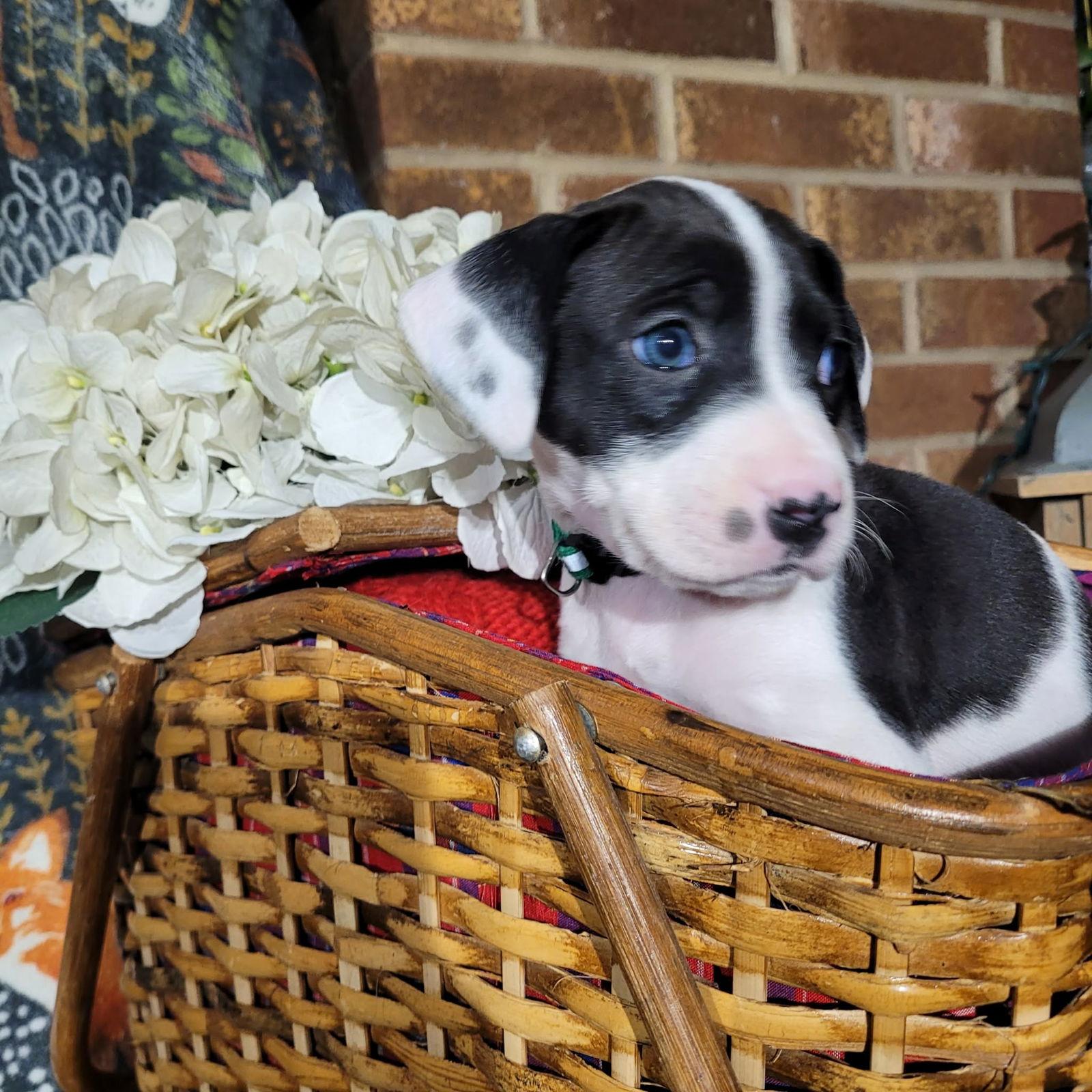 Orchid - Zelda's Litter